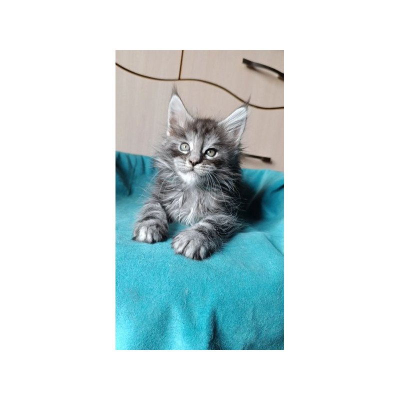 Maine Coon Alva Nensi