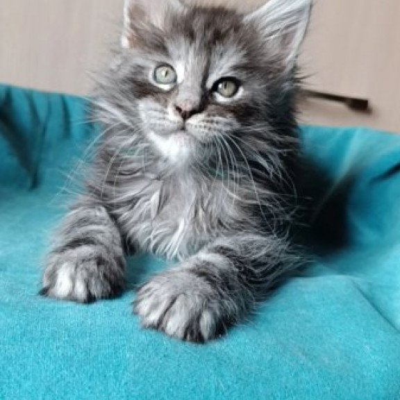 Maine Coon Alva Nensi