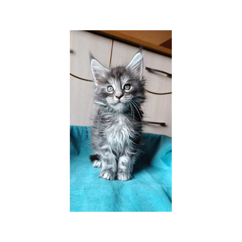 Maine Coon Alva Nensi