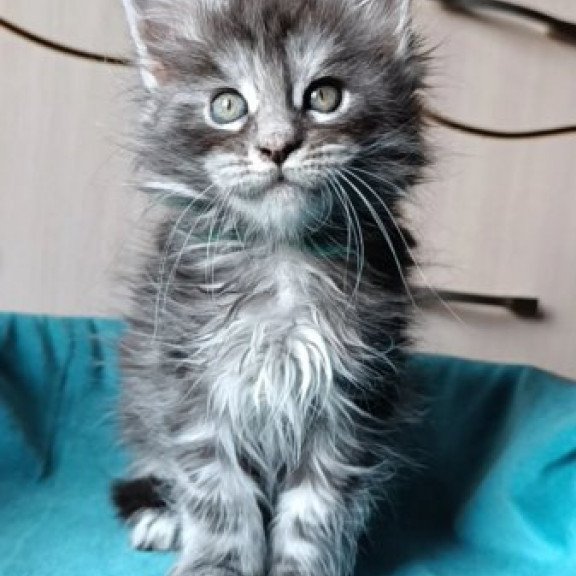 Maine Coon Alva Nensi