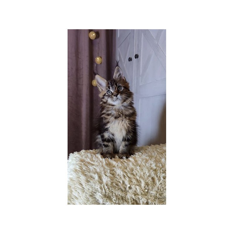 Maine Coon Alva Optima