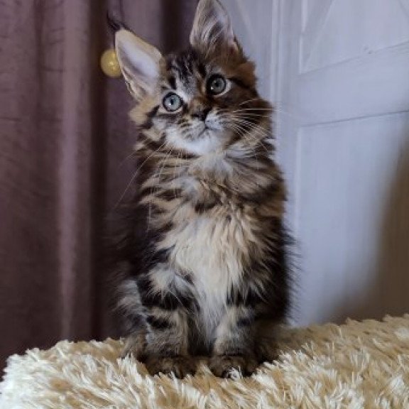 Maine Coon Alva Optima