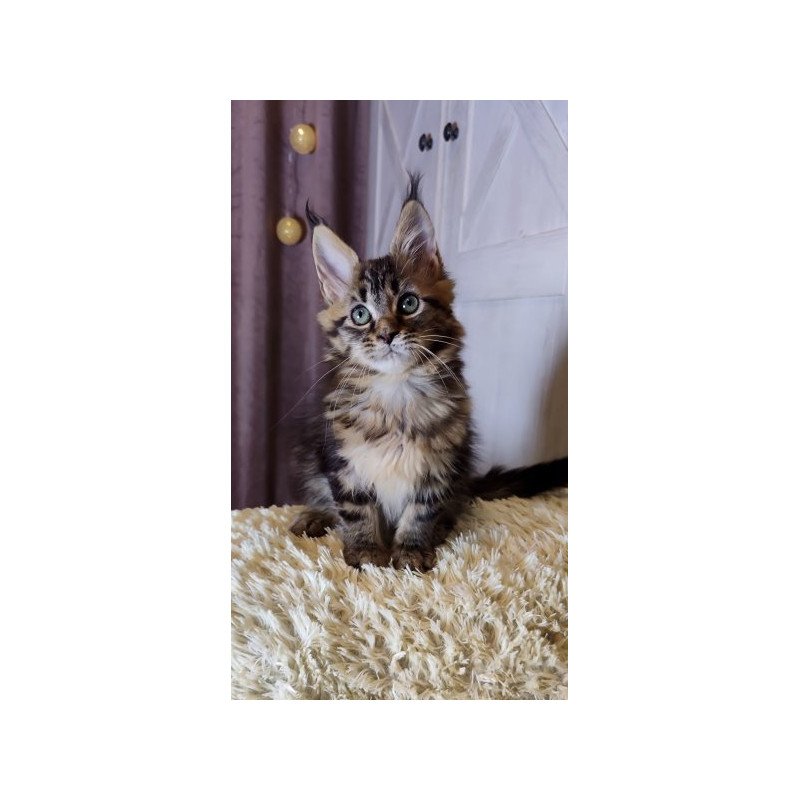 Maine Coon Alva Optima