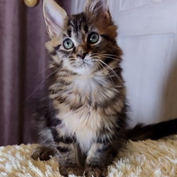 Maine Coon Alva Optima