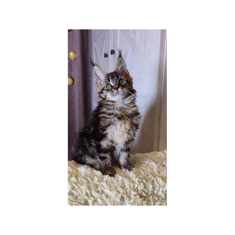 Maine Coon Alva Optima