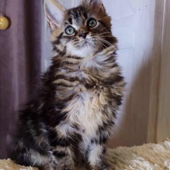 Maine Coon Alva Optima