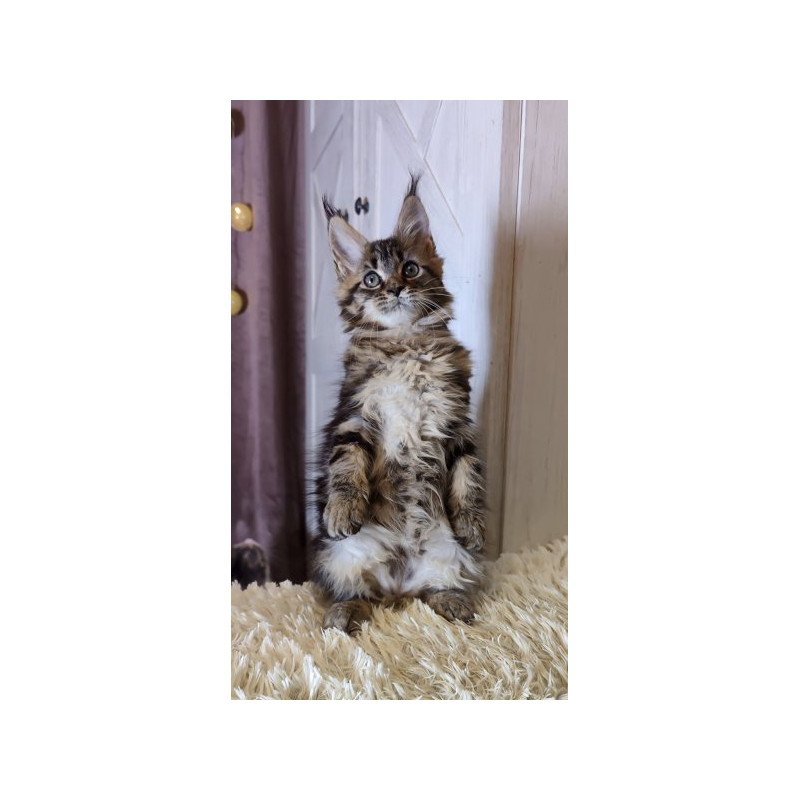 Maine Coon Alva Optima