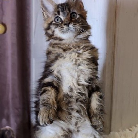 Maine Coon Alva Optima