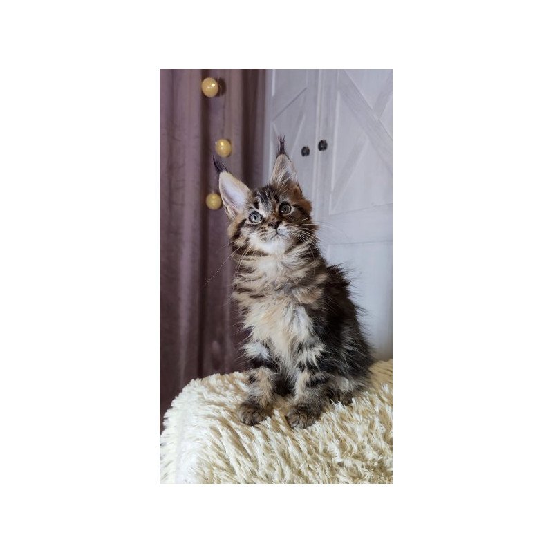 Maine Coon Alva Optima