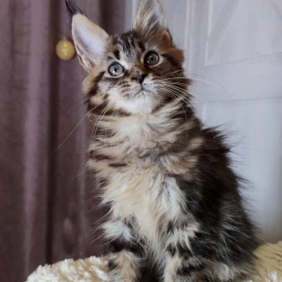 Maine Coon Alva Optima