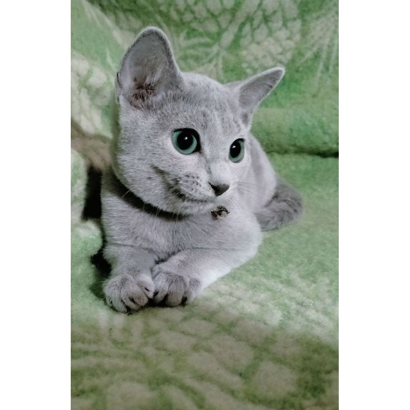 Russian Blue POLIN Zefir