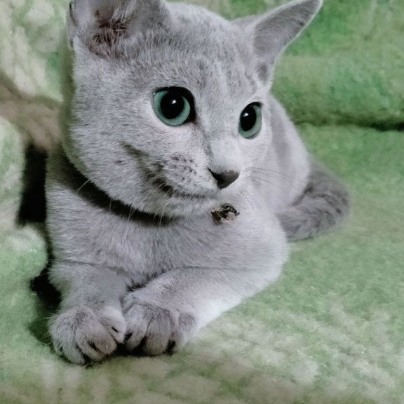 Russian Blue POLIN Zefir