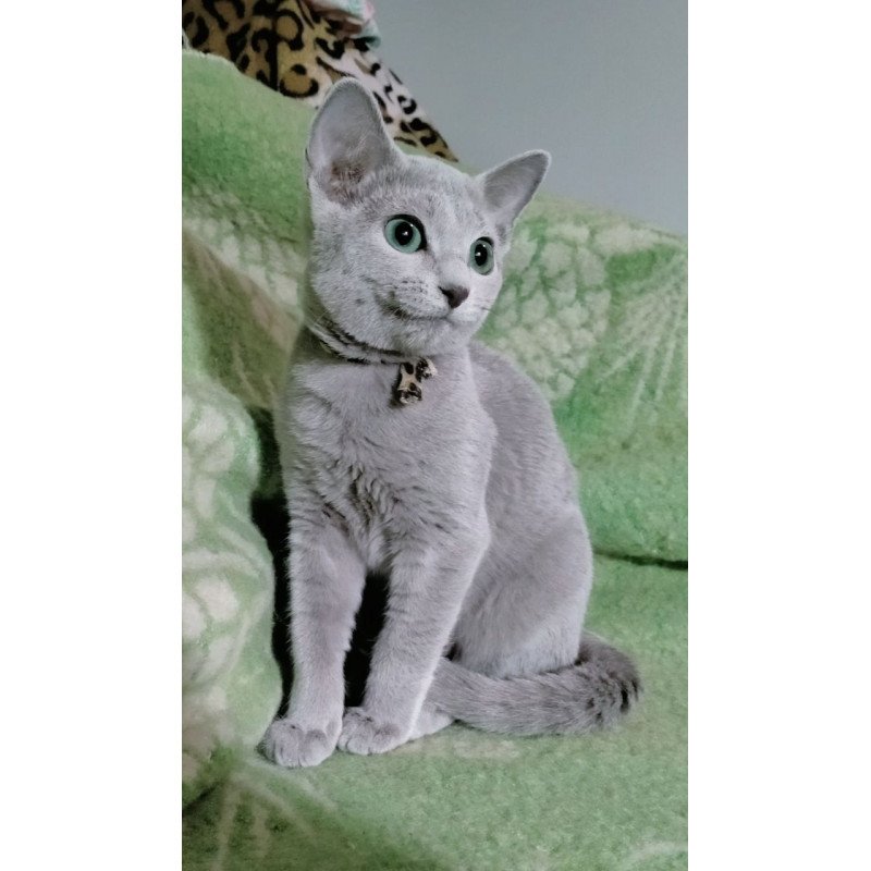 Russian Blue POLIN Zefir