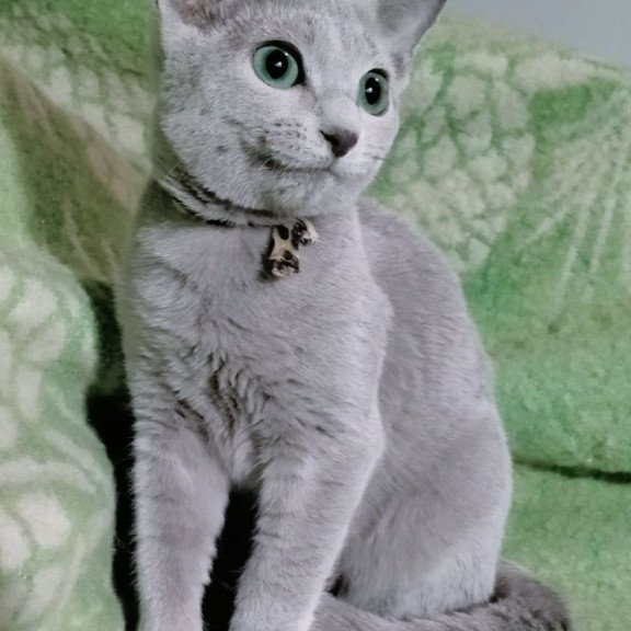 Russian Blue POLIN Zefir