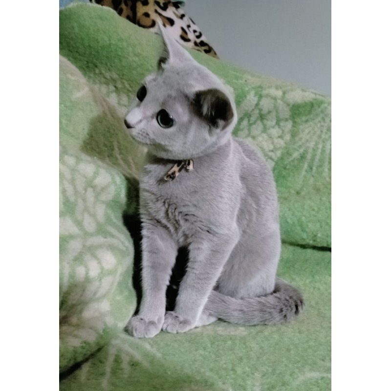 Russian Blue POLIN Zefir