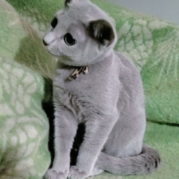 Russian Blue POLIN Zefir