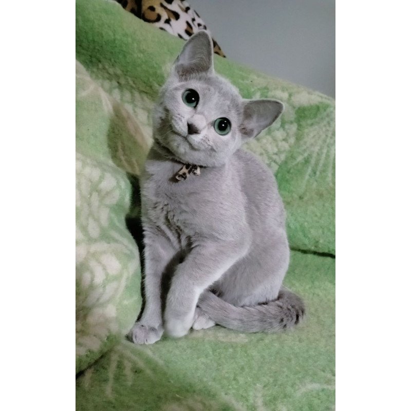 Russian Blue POLIN Zefir
