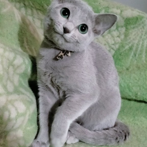 Russian Blue POLIN Zefir