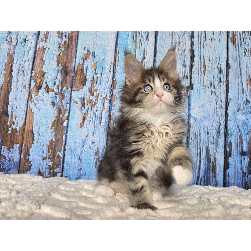 Maine Coon EZ Nasturtsia