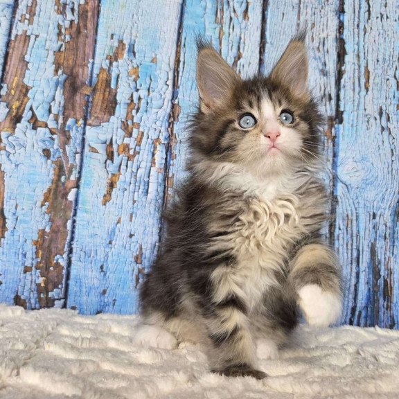 Maine Coon EZ Nasturtsia