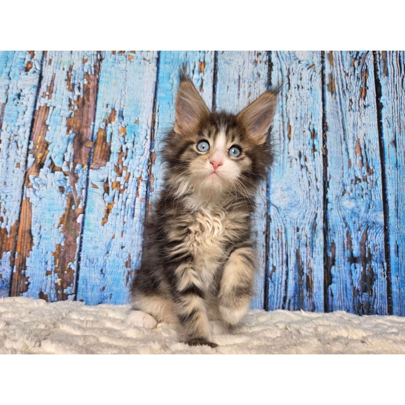 Maine Coon EZ Nasturtsia