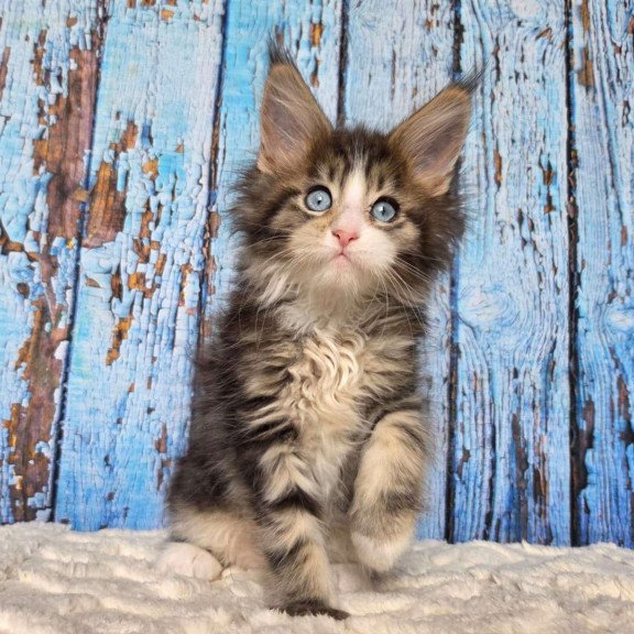 Maine Coon EZ Nasturtsia