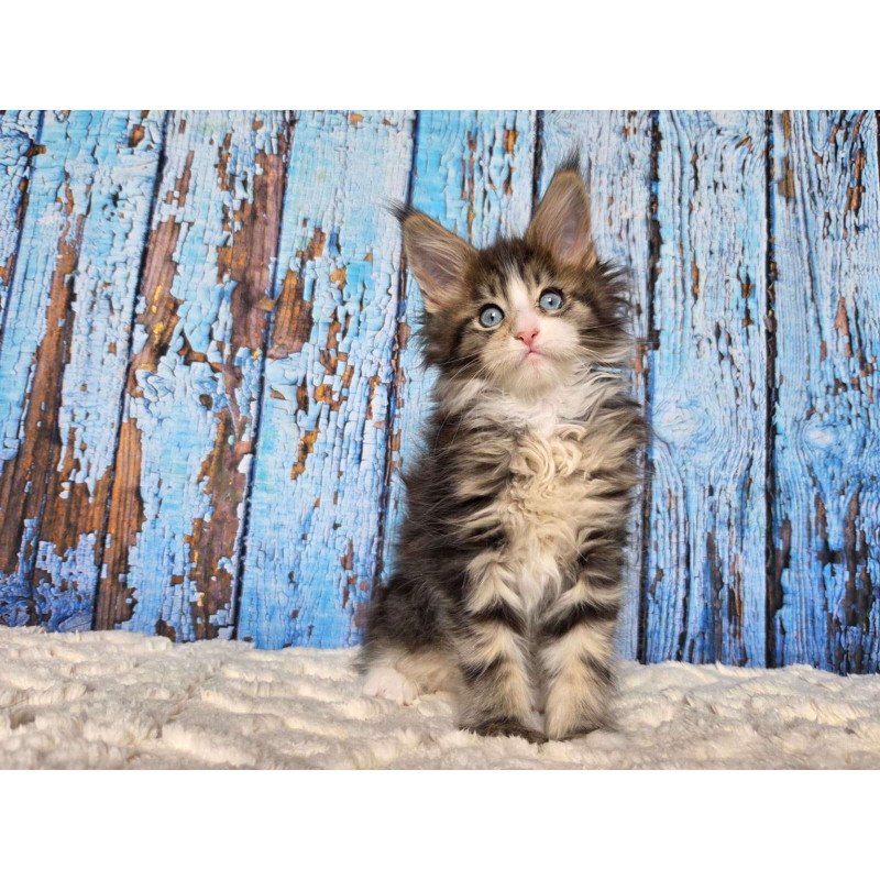 Maine Coon EZ Nasturtsia