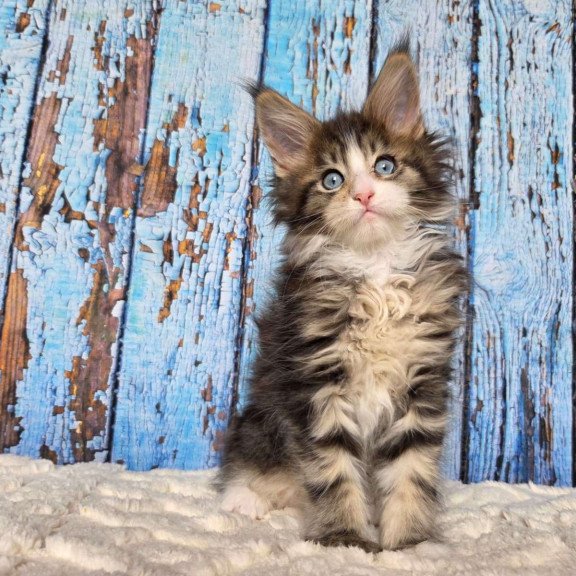 Maine Coon EZ Nasturtsia