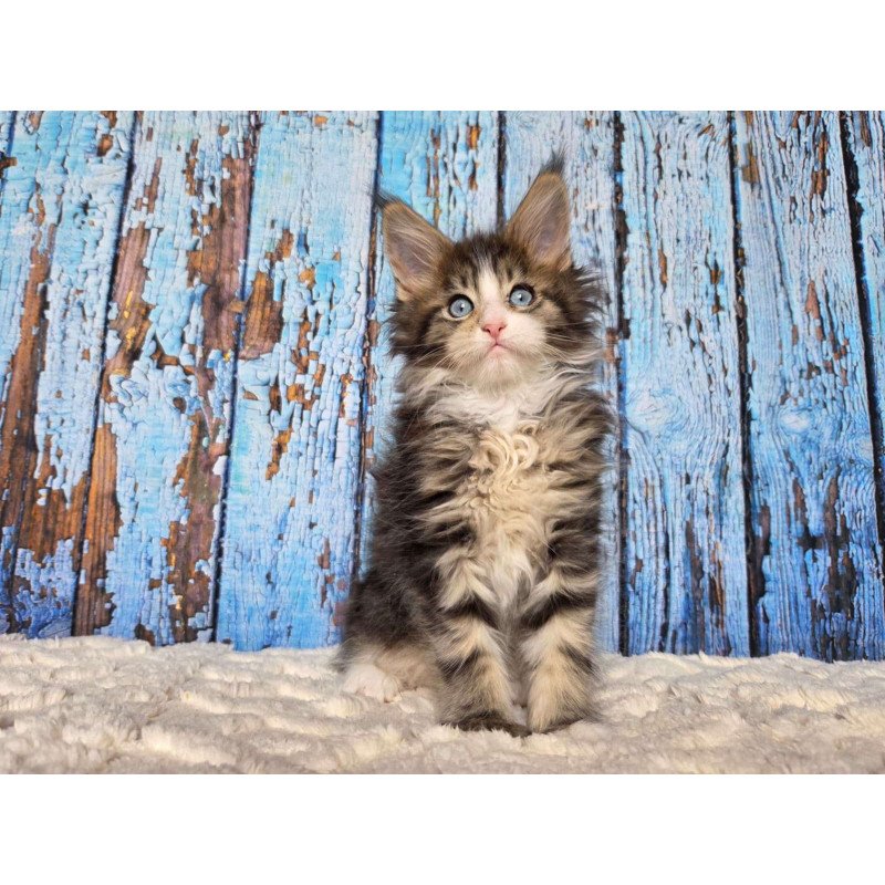 Maine Coon EZ Nasturtsia