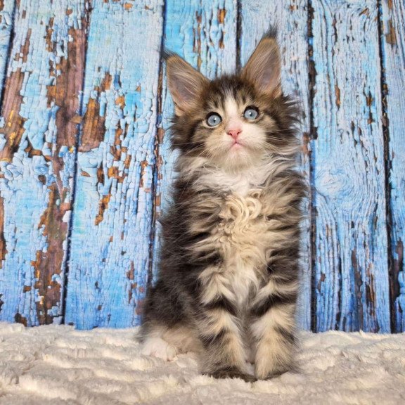 Maine Coon EZ Nasturtsia