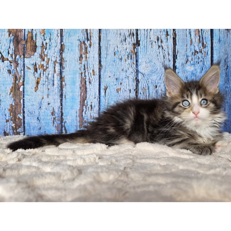Maine Coon EZ Nasturtsia
