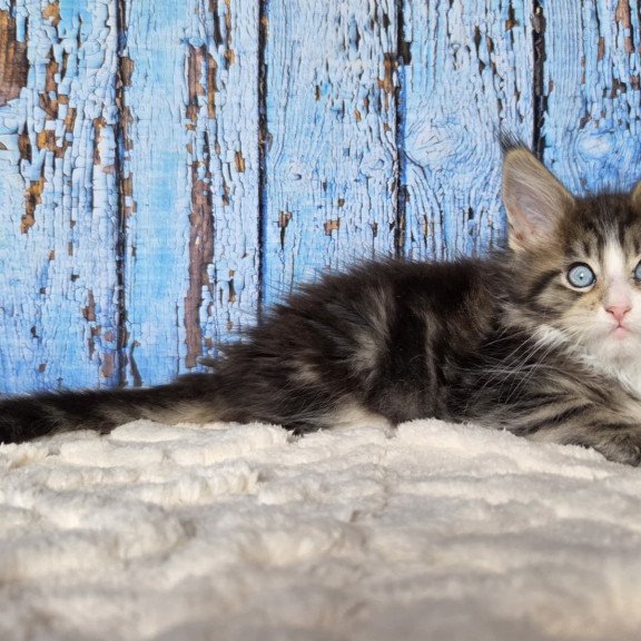Maine Coon EZ Nasturtsia