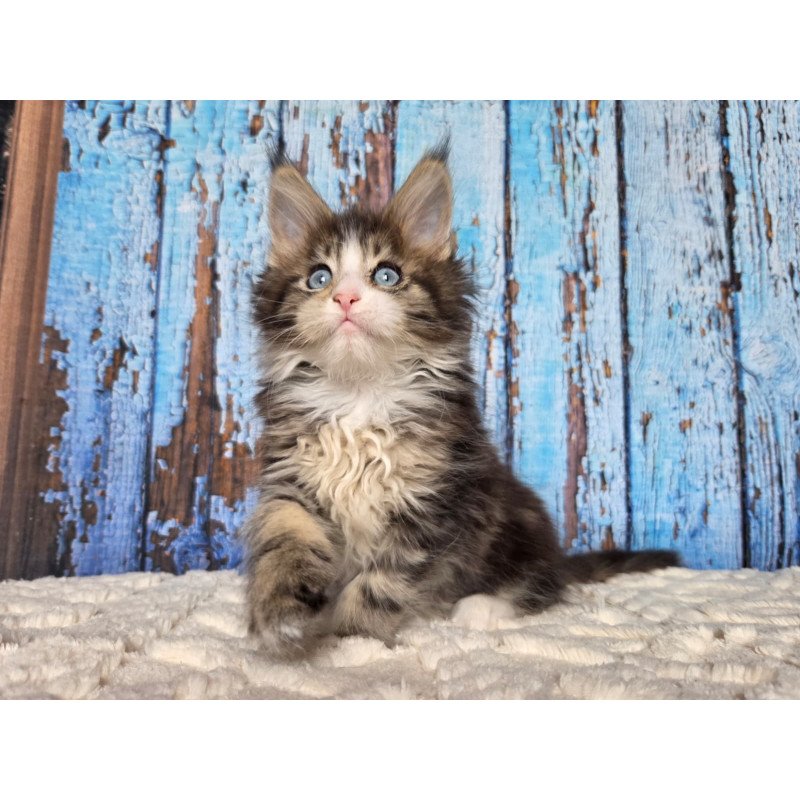 Maine Coon EZ Nasturtsia
