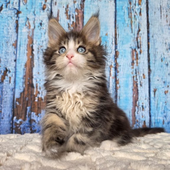 Maine Coon EZ Nasturtsia
