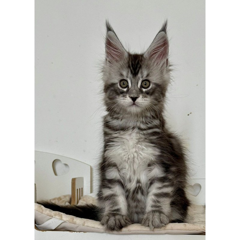 Maine Coon EZ Juna