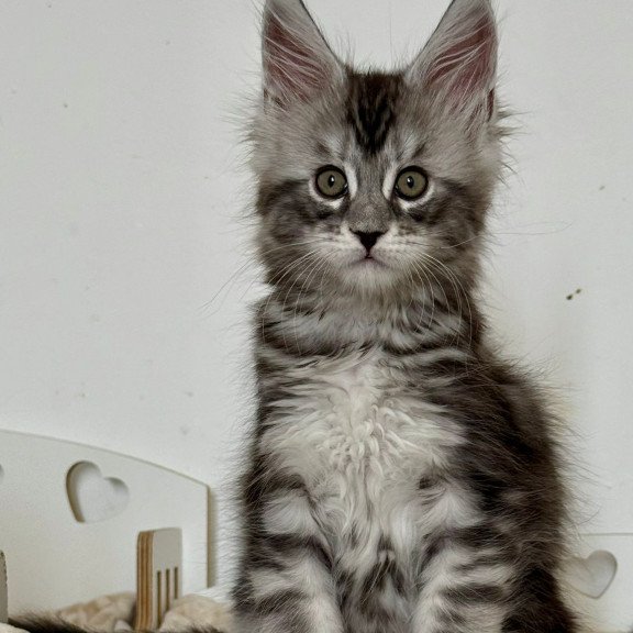 Maine Coon EZ Juna