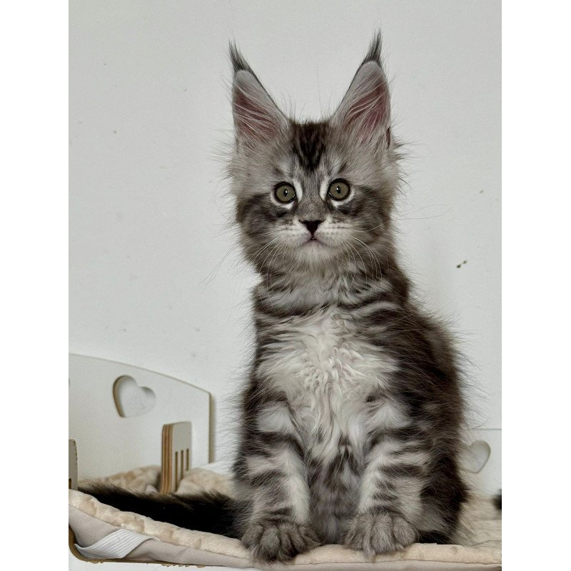 Maine Coon EZ Juna