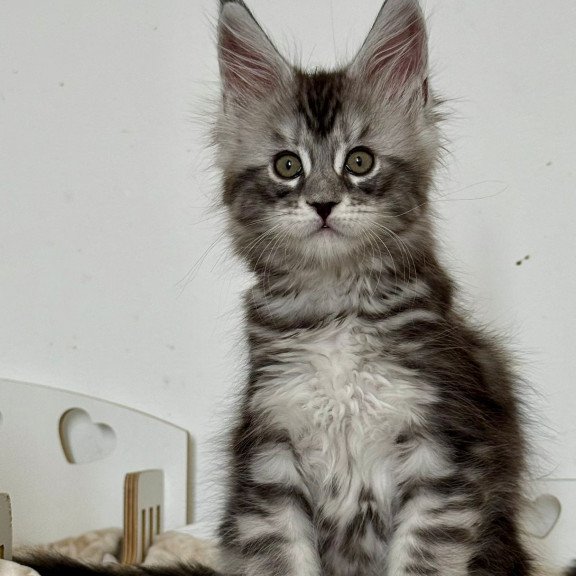 Maine Coon EZ Juna