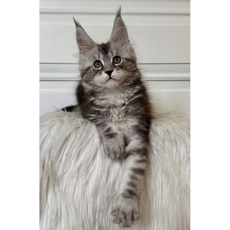 Maine Coon EZ Juna