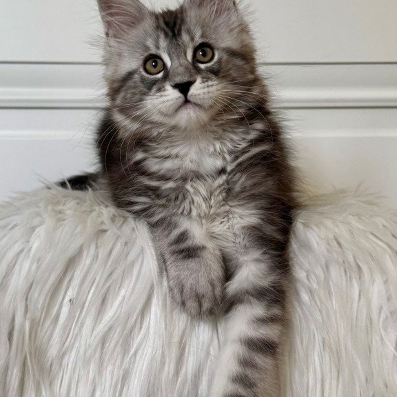 Maine Coon EZ Juna