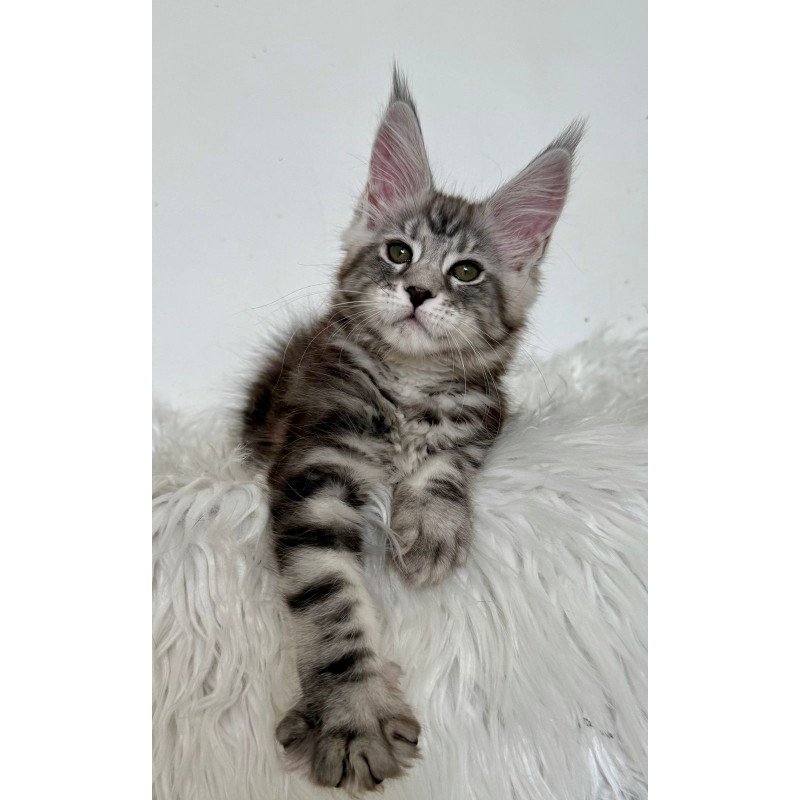 Maine Coon EZ Jack