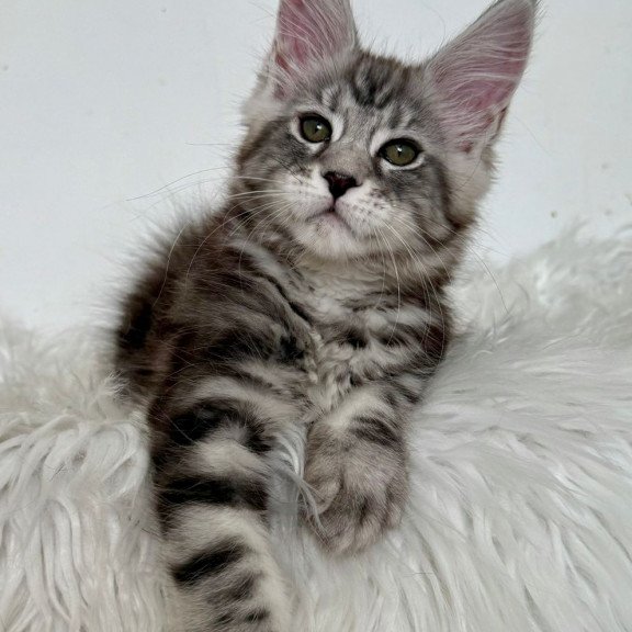 Maine Coon EZ Jack