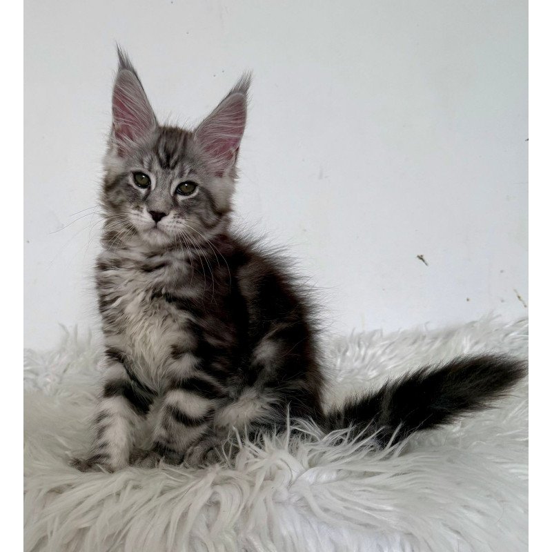Maine Coon EZ Jack