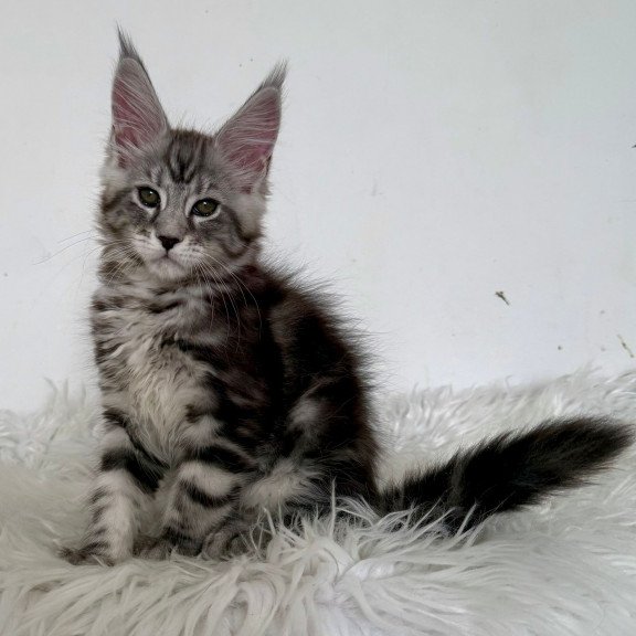 Maine Coon EZ Jack