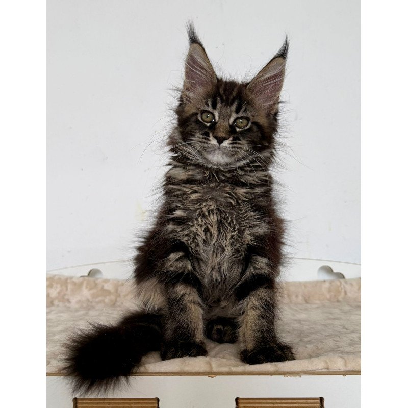 Maine Coon EZ Jozi