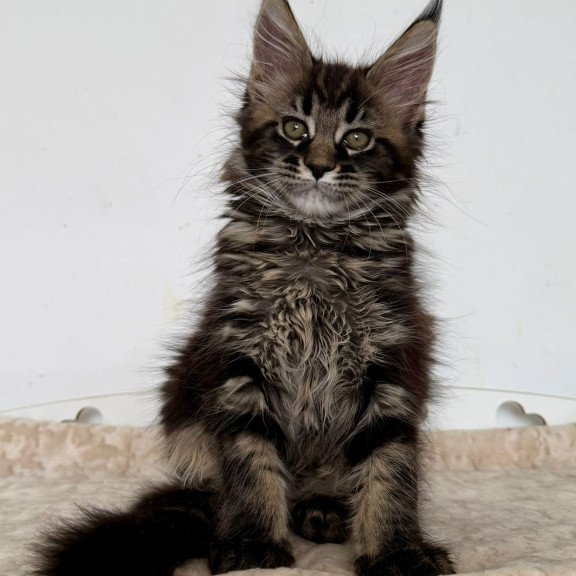 Maine Coon EZ Jozi