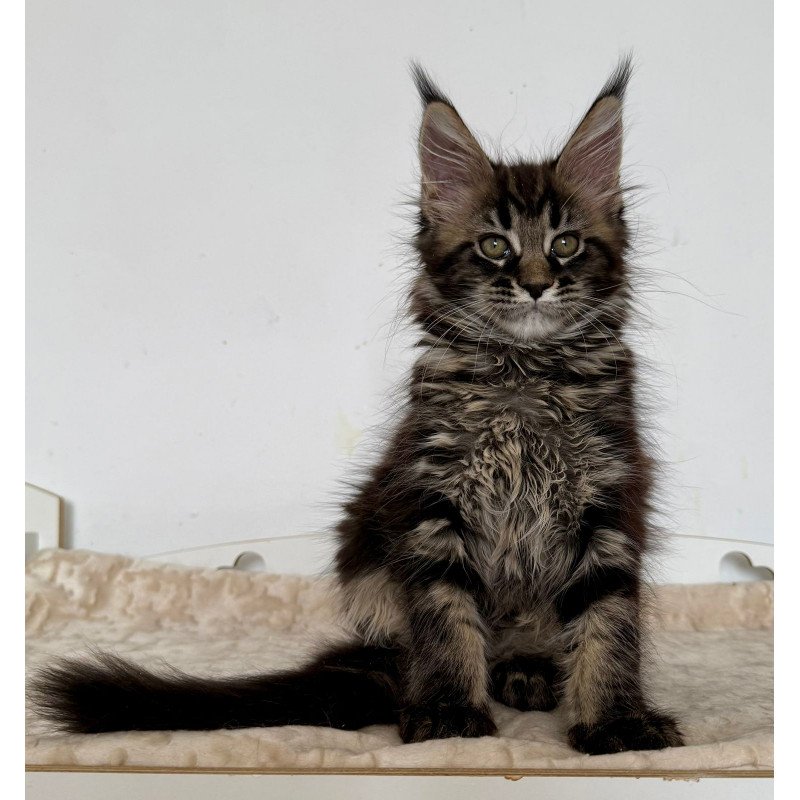 Maine Coon EZ Jozi