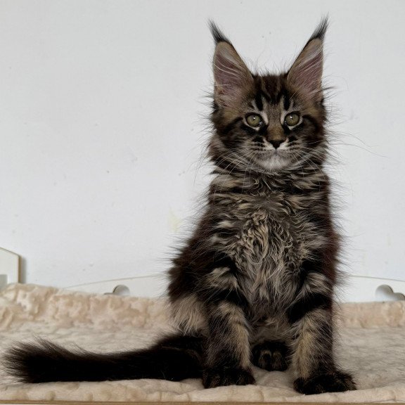 Maine Coon EZ Jozi