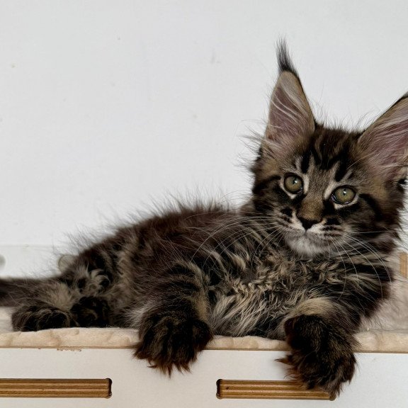 Maine Coon EZ Jozi