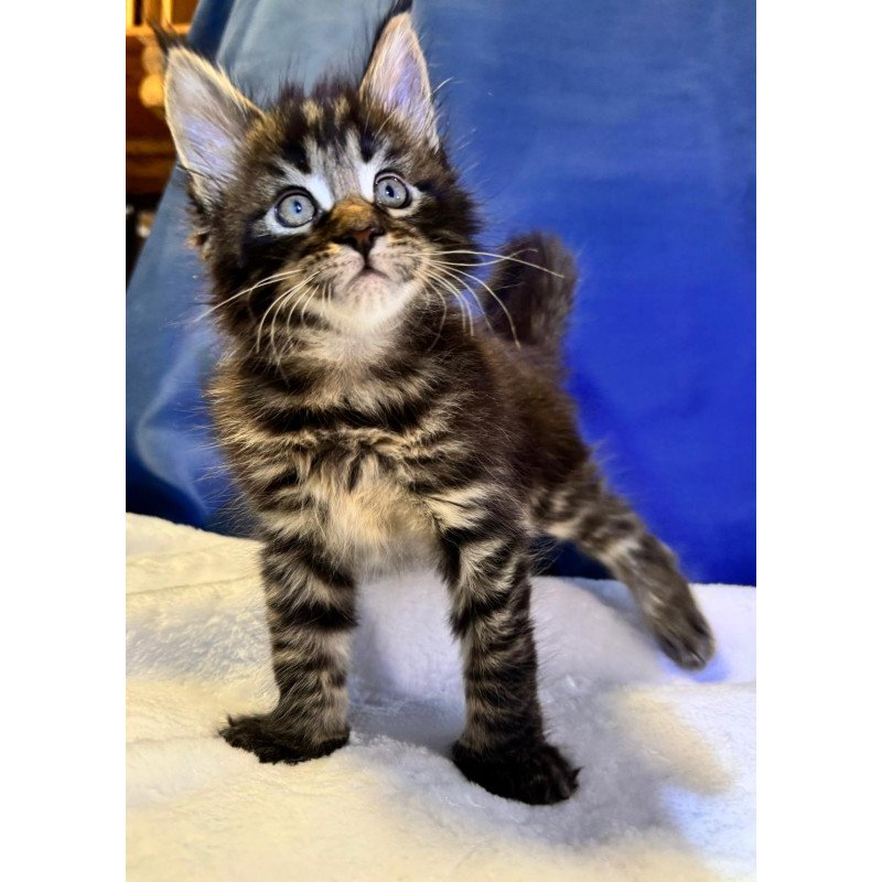 Maine Coon EZ Denis Adamaris